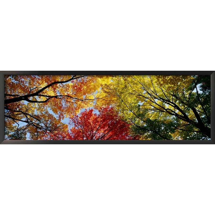 36in W x 12in H Framed Floral and Botanical Wall Art at