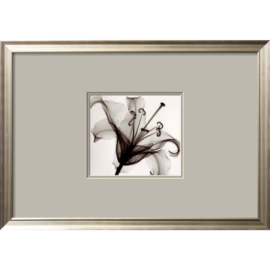  Art  com 27 in W x 19 in H Framed  Floral and Botanical Wall  