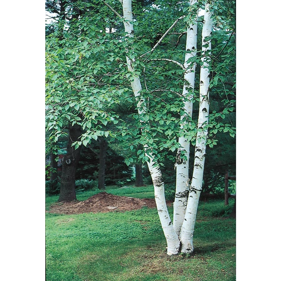 2-5-quart-paper-birch-feature-tree-l7304-at-lowes