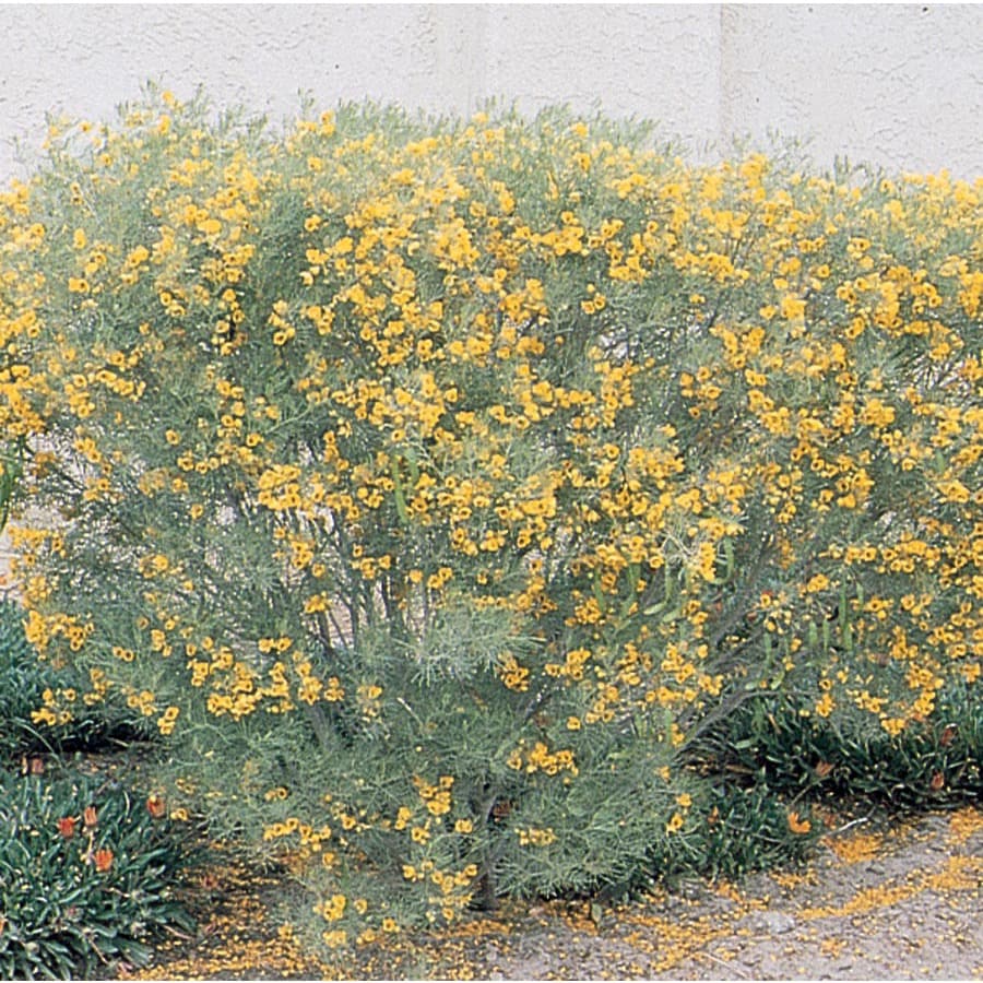 Yellow Feathery Cassia Accent Shrub in Pot (With Soil) (L9388) at Lowes.com