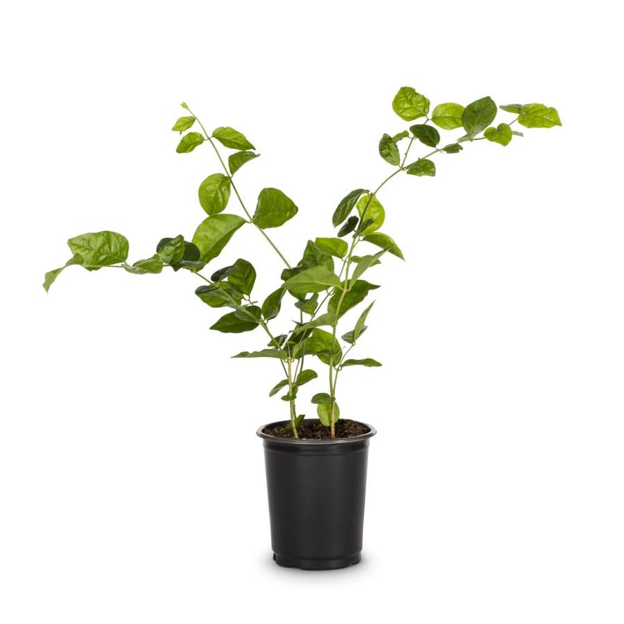 1.4-Quart Pikake in Pot in the Tropical Plants department at Lowes.com