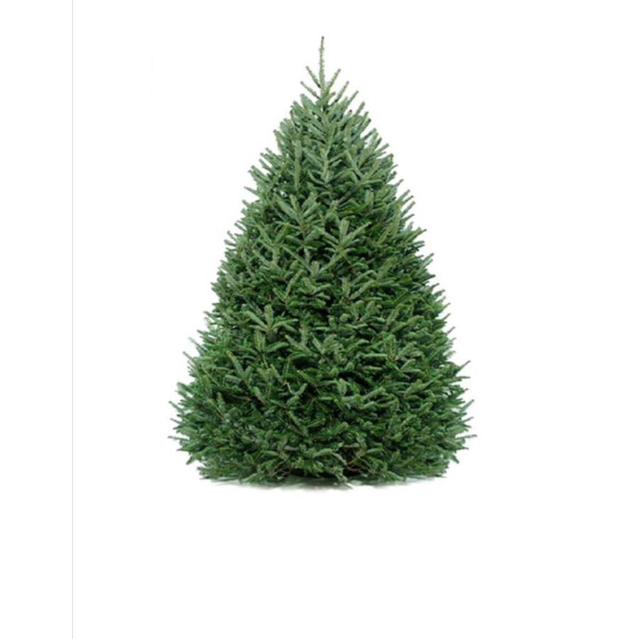 shop 6 7 ft fresh fraser fir christmas tree at lowes com shop 6 7 ft fresh fraser fir christmas tree at lowes com