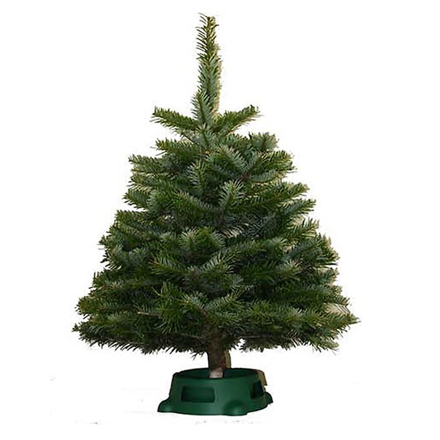 9-10 ft Fraser Fir Real Christmas Tree in the Fresh ...