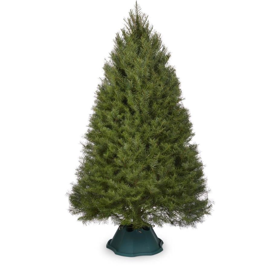 56 ft Douglas Fir Real Christmas Tree at