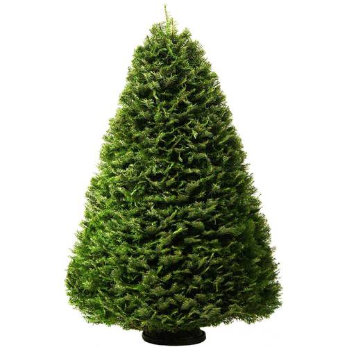 7 8 Ft Grand Fir Real Christmas Tree In The Fresh Christmas Trees Department At Lowes Com