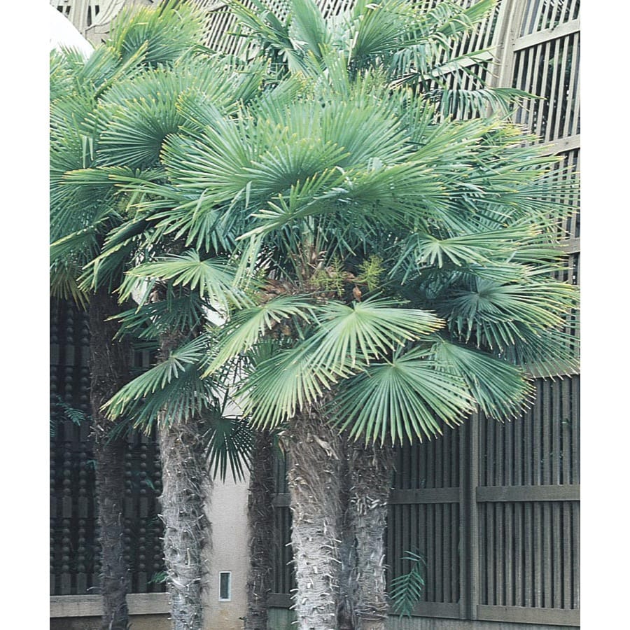 Chinese Windmill Palm Tropical Plants at