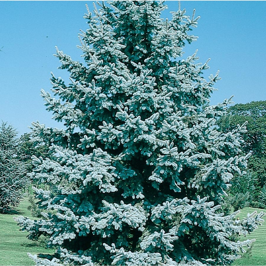 3 25 Gallon Colorado Blue Spruce Feature Tree L3937 At Lowes Com   886513036442 