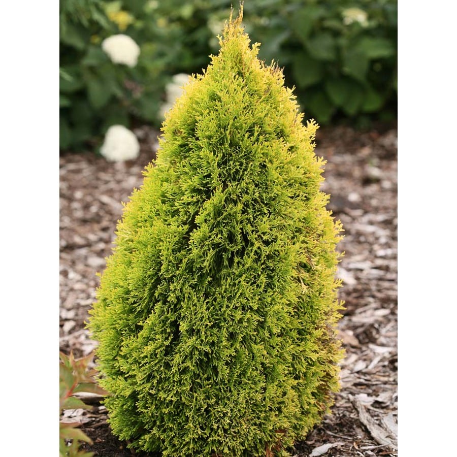 4ever Gold Arborvitae Feature Shrub in Pot (L21565) in the Shrubs ...