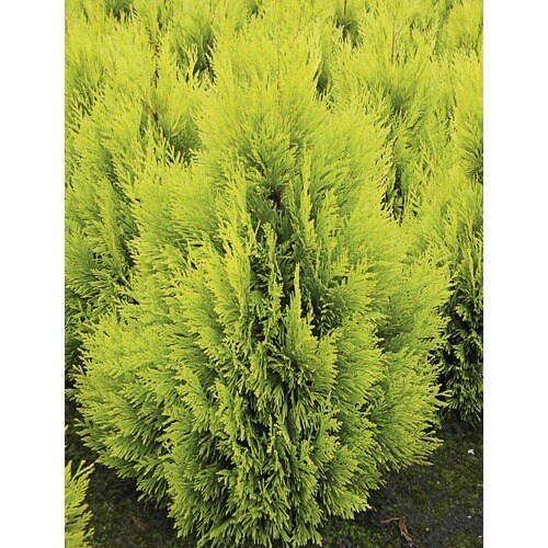 4ever Gold Arborvitae Feature Shrub in In Pot (With Soil) (L21565) in ...