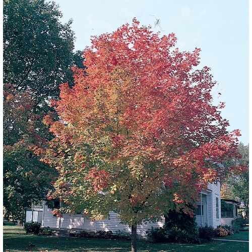 15-Gallon Yellow Fall Fiesta; Sugar Maple Shade Tree in Pot (With Soil ...