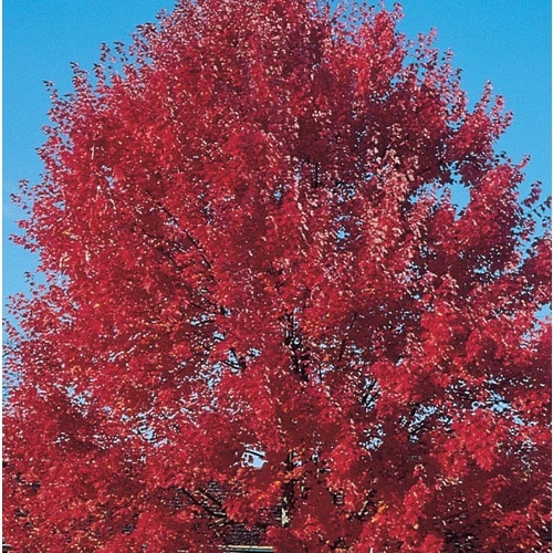 7-Gallon Sun Valley Red Maple Shade Tree (L2080) at Lowes.com