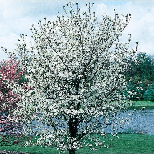 13.66Gallon White Cherokee Princess Dogwood Flowering Tree in Pot