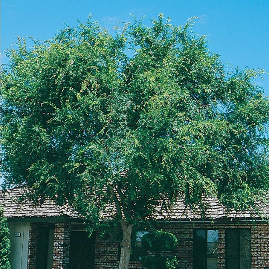 13.66-Gallon Green Lace Bark/Chinese Elm Shade Tree in Pot (With Soil ...