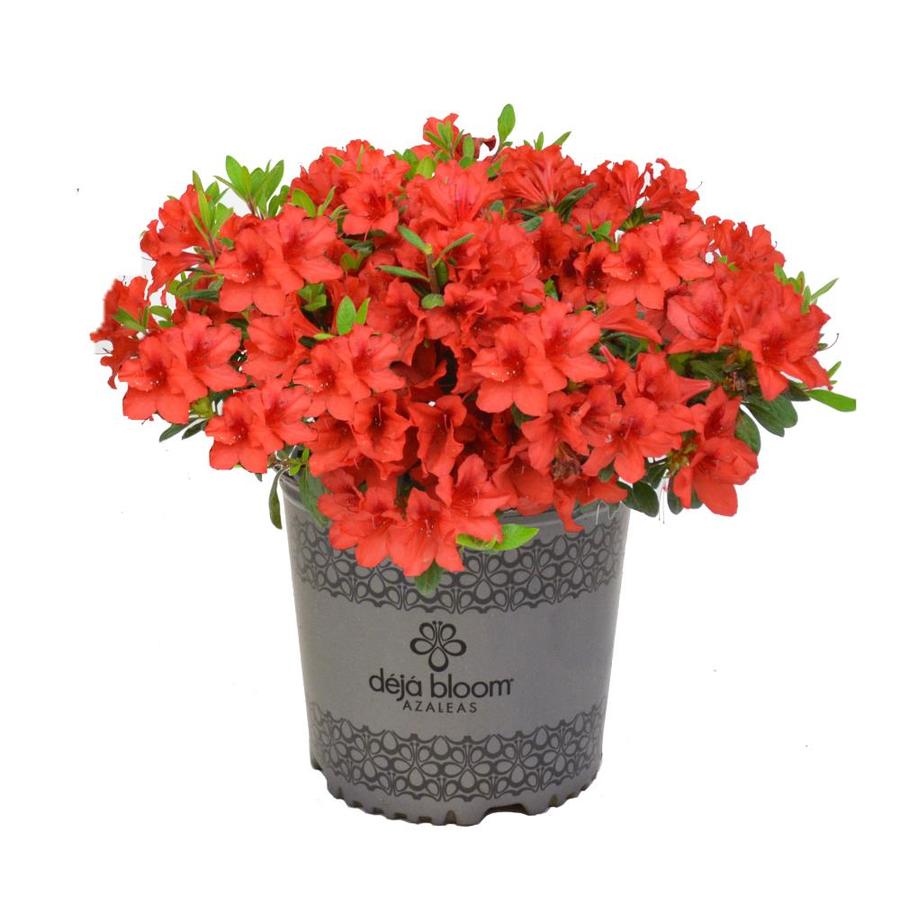 Deja Bloom 2.3-Gallon Multicolor Azalea Flowering Shrub in Pot at Lowes.com