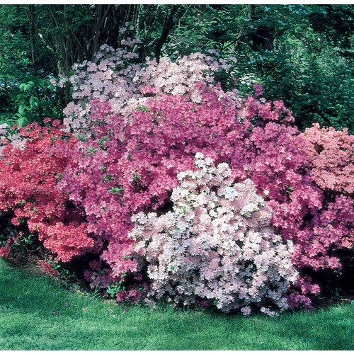 Mixed Azalea Flowering Shrub in Pot (With Soil) (L5159) in the Shrubs