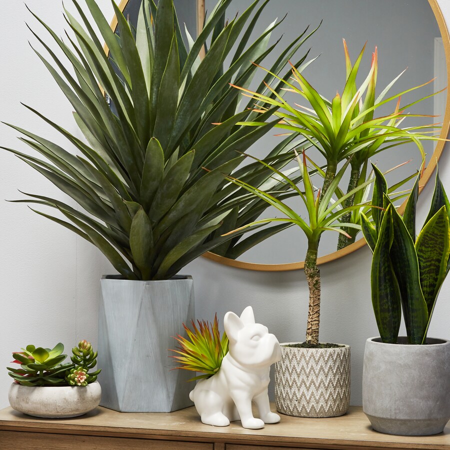 Shop Origin 21 Plant Parent Paradise at