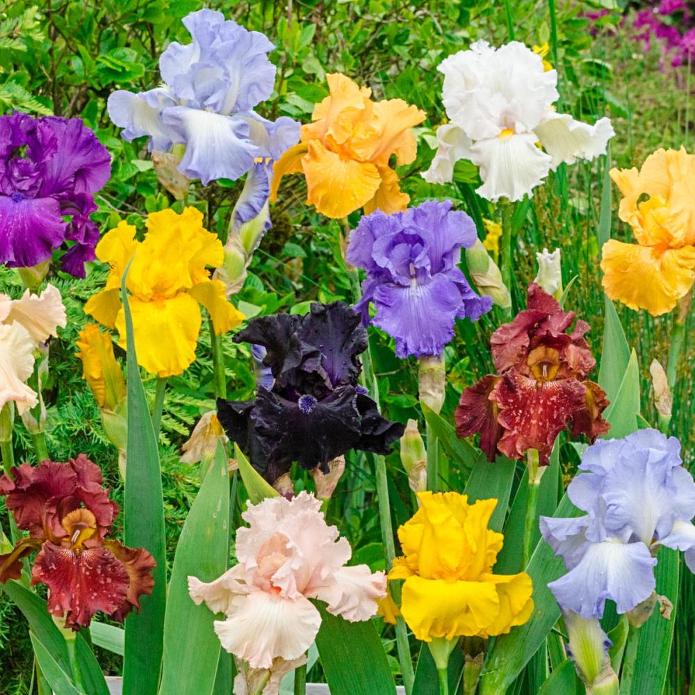 Breck's 76731 5-Pack Multi-colored Flowering Iris Mixture in 5-Pack Bareroot
