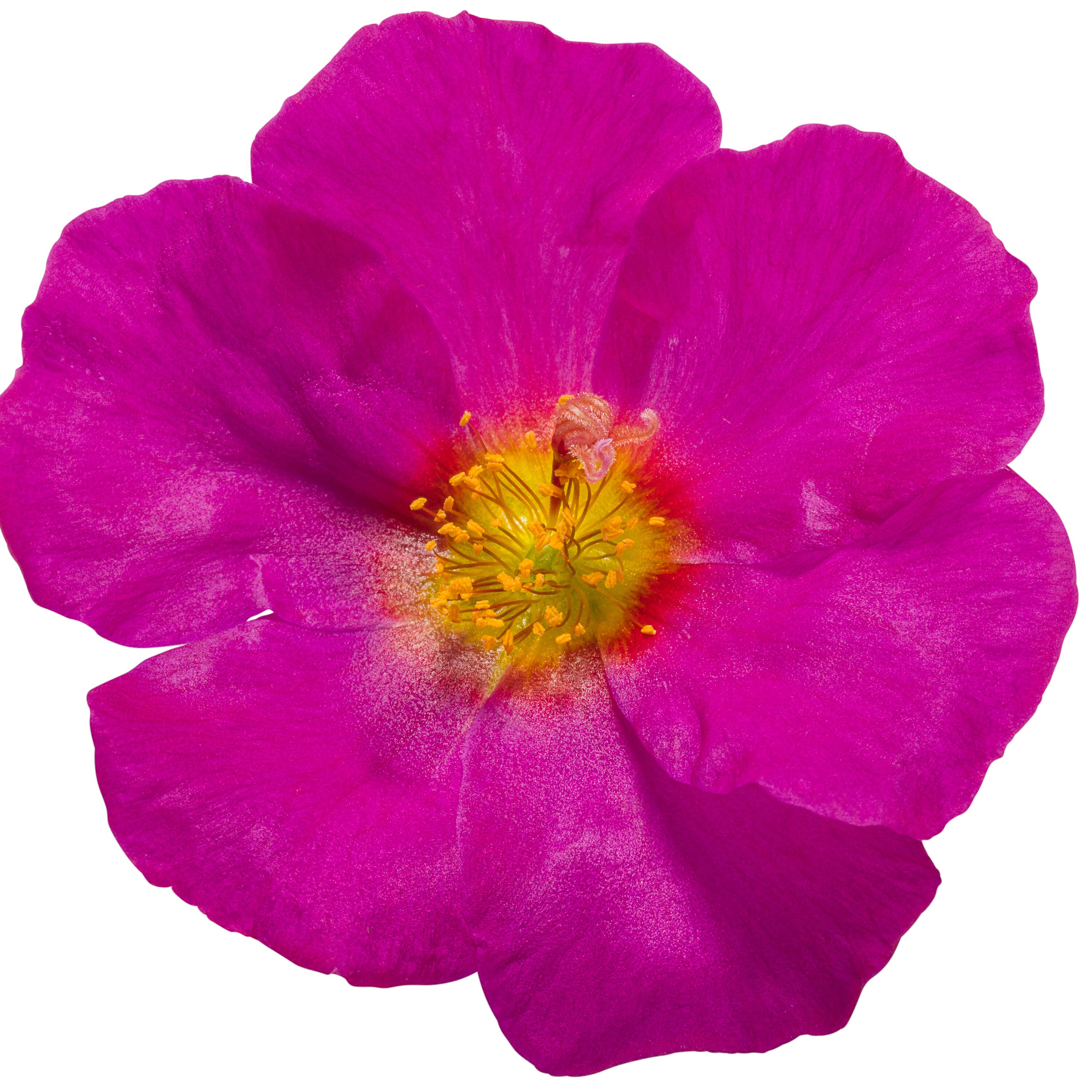 Portulaca MOJAVE Red - Buy Moss Rose Annuals Online