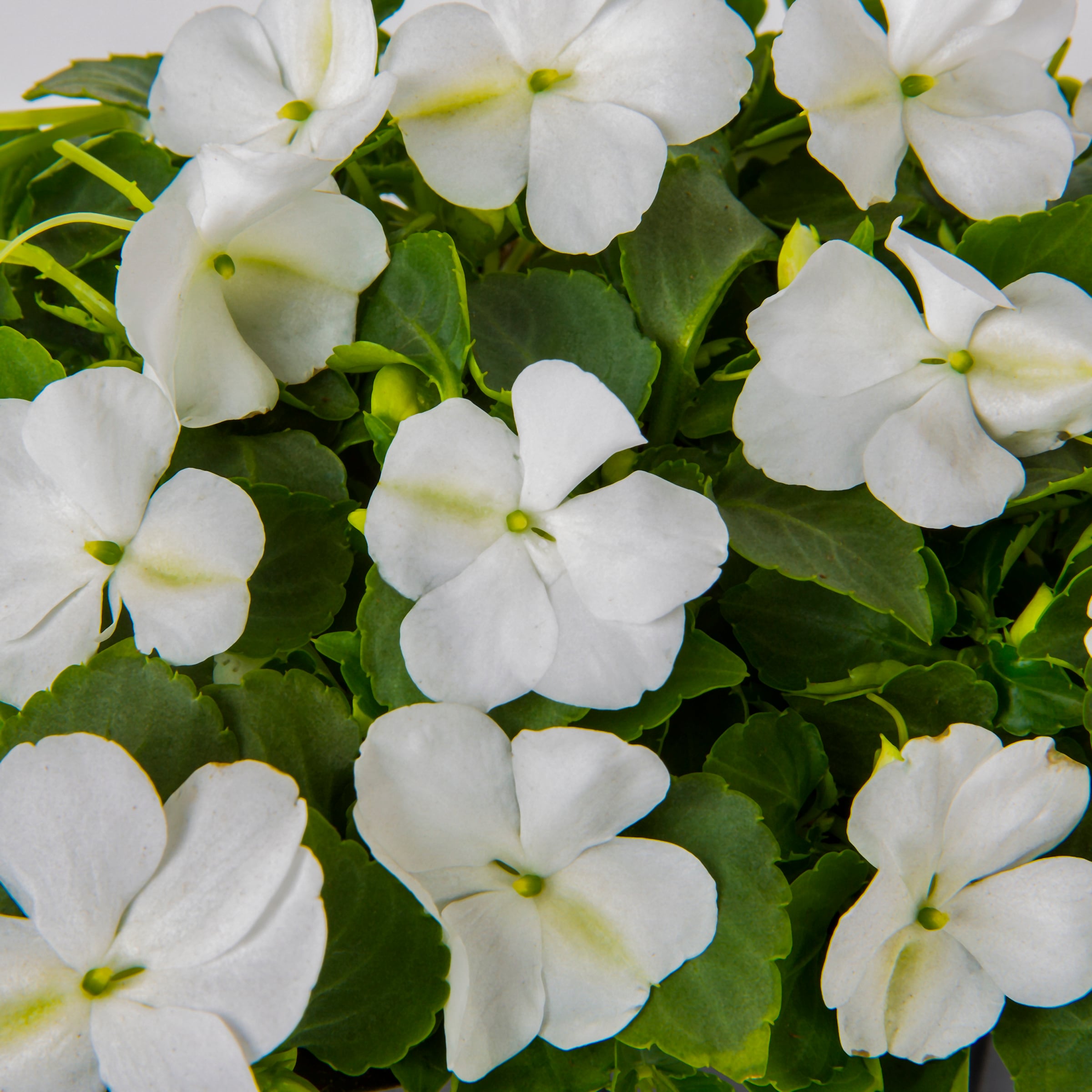 Lowe's NURSERY annuals - View #4