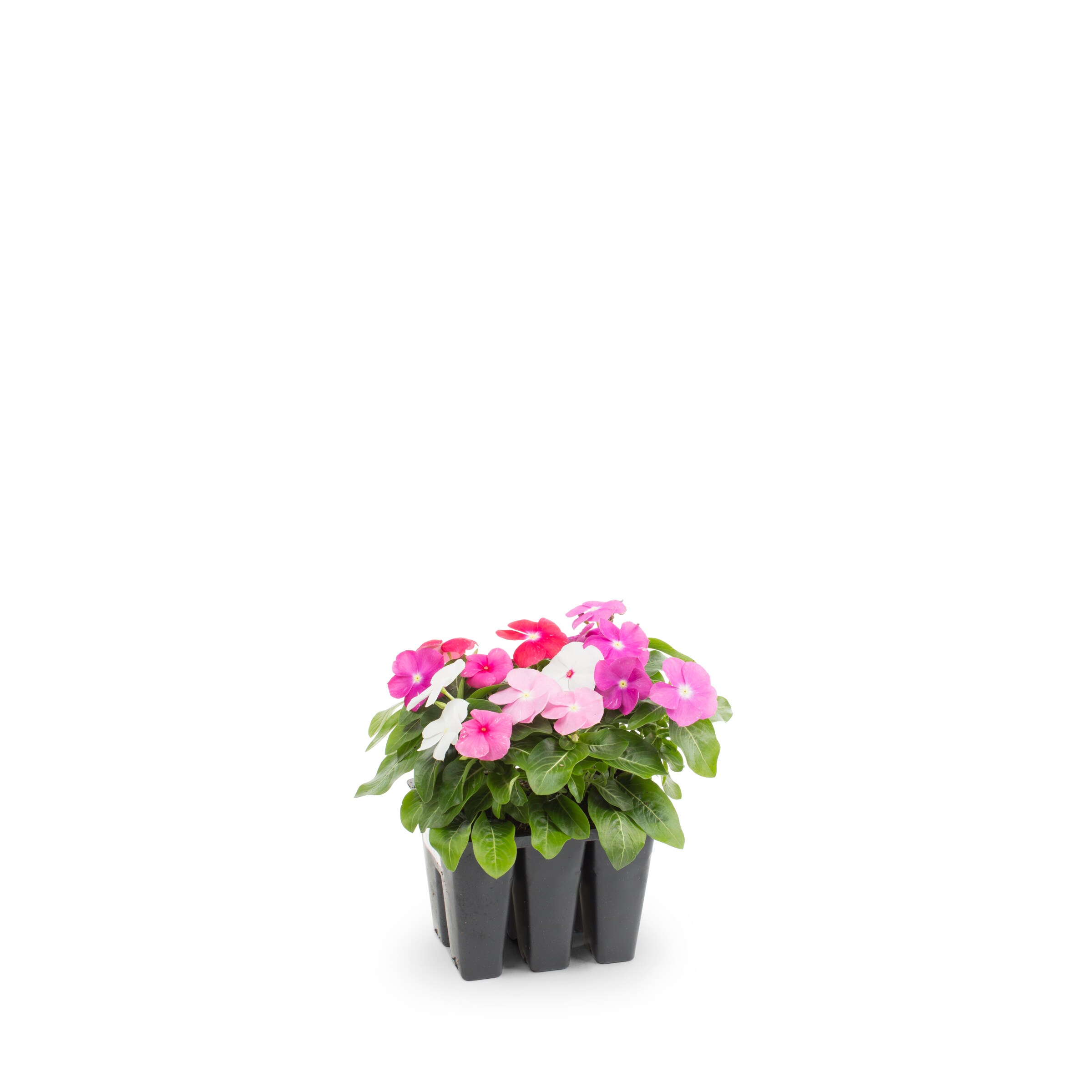 Lowe's Multicolor Vinca in 6-Pack Tray in the Annuals department at ...