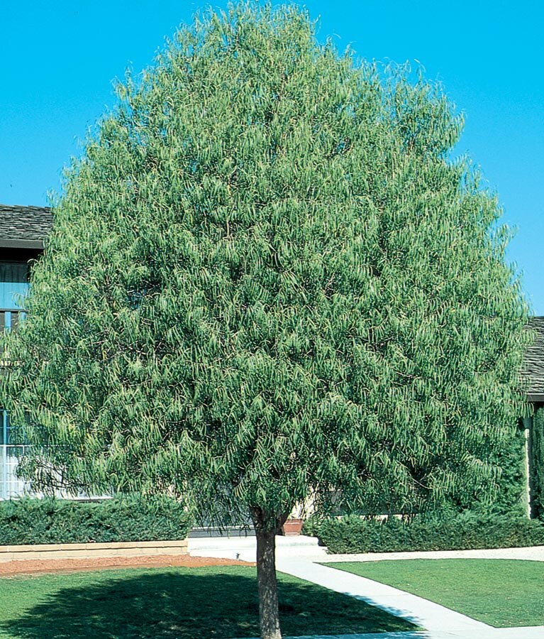 Lowe's NURSERY 13.35 -Gallon Multicolor Shade Desert Willow In pot (with soil)