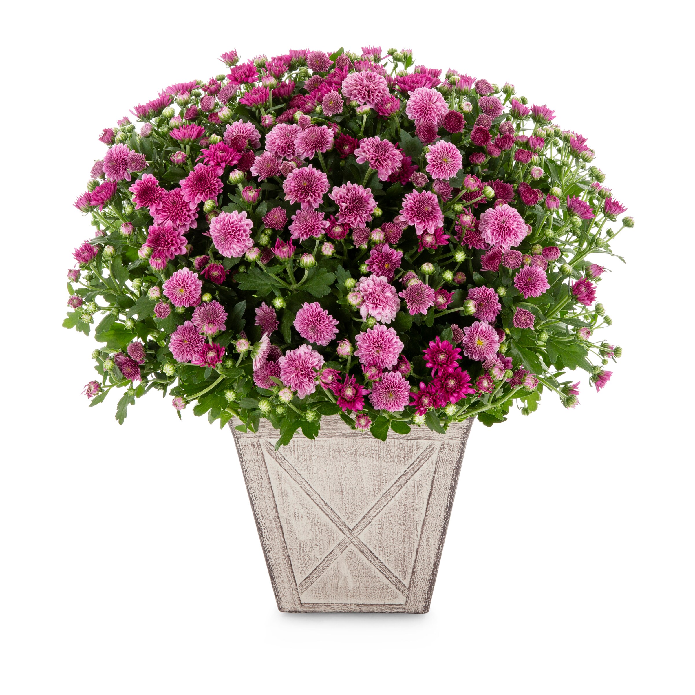 Lowe's NURSERY Multicolor April in Paris in 3 Gallon(s) Planter
