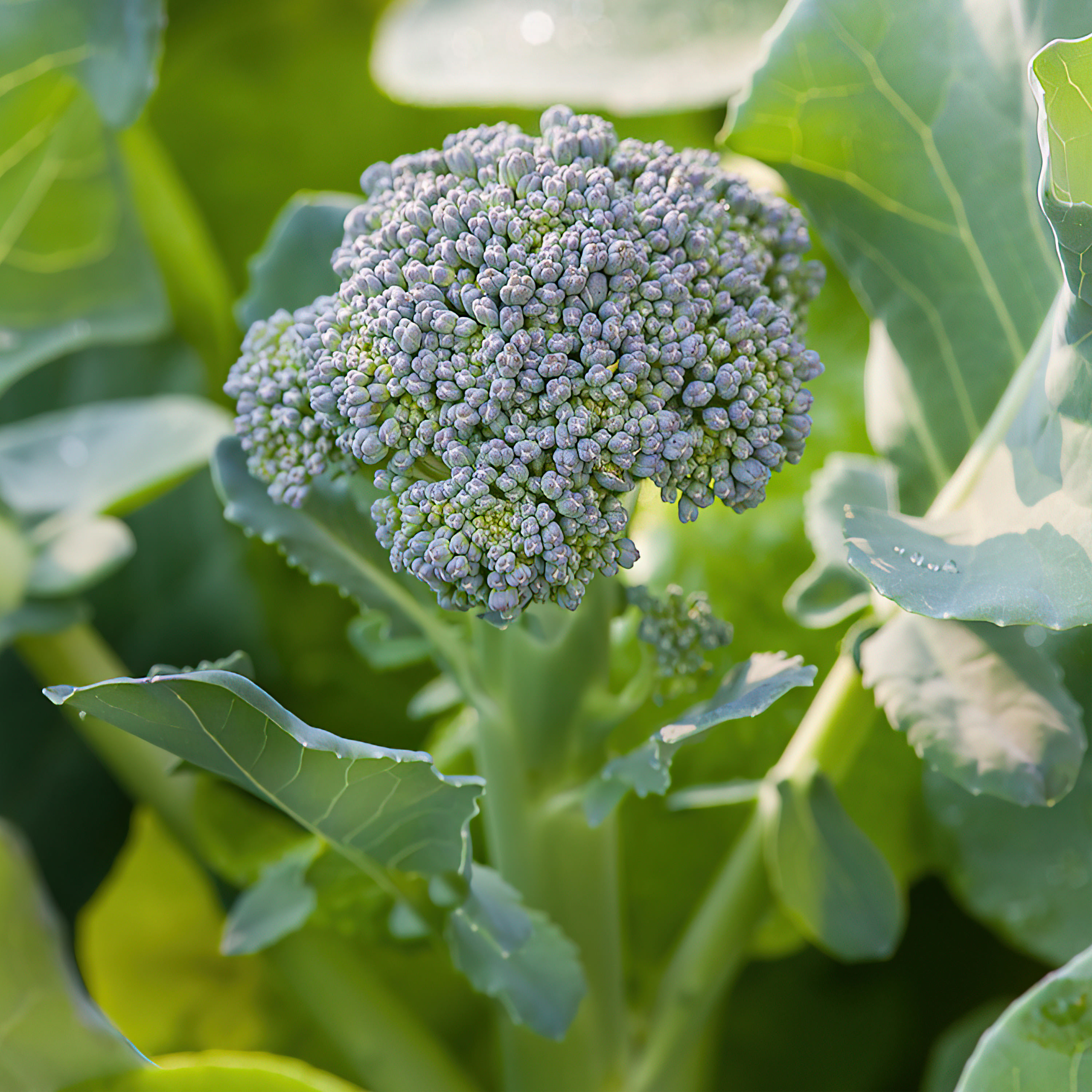 Bonnie Plants 202392 Vegetable-Plants - View #2
