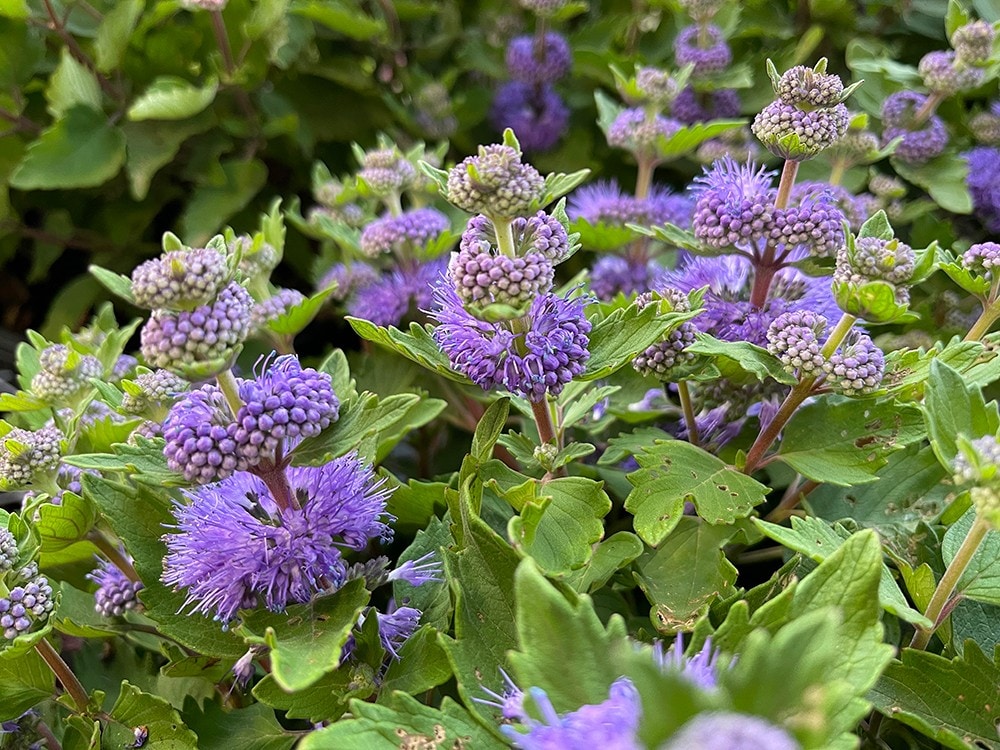 First Editions O15122F Blue Beard Flowering Shrub in 2 -Gallon Pot 1 -Pack with Blue Blooms