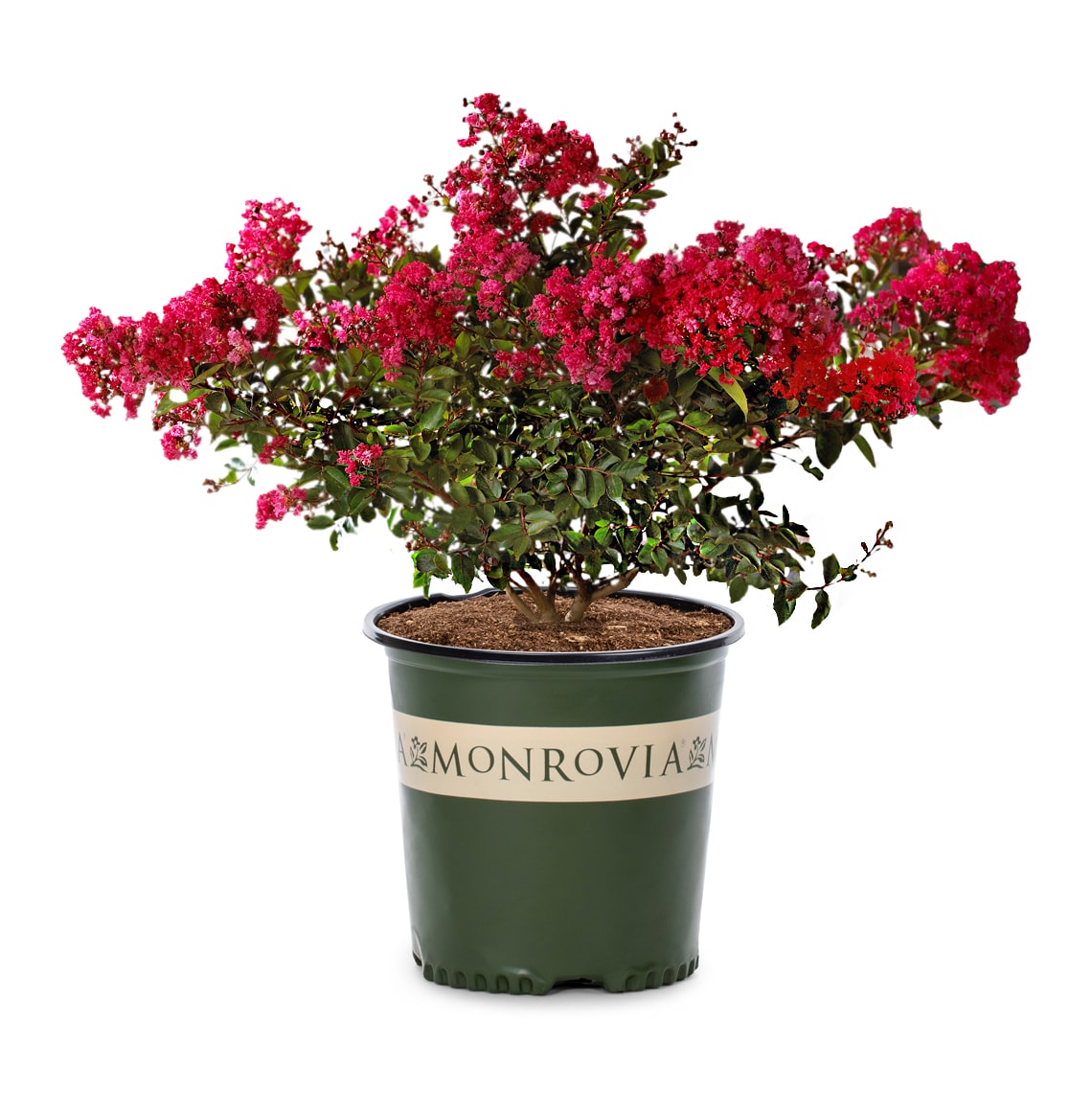 Berry Dazzle® Dwarf Crape Myrtle Shrubs at Lowes.com