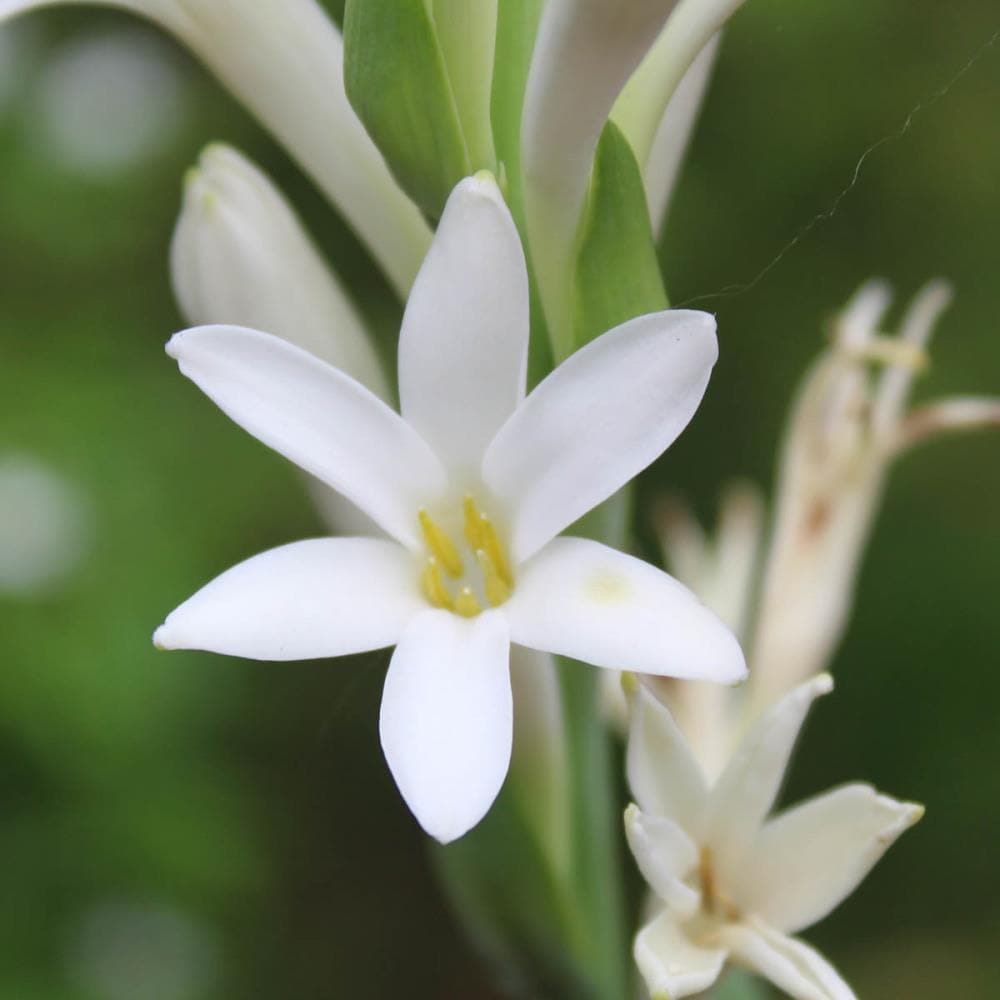 Tuberose – Medicine Flower