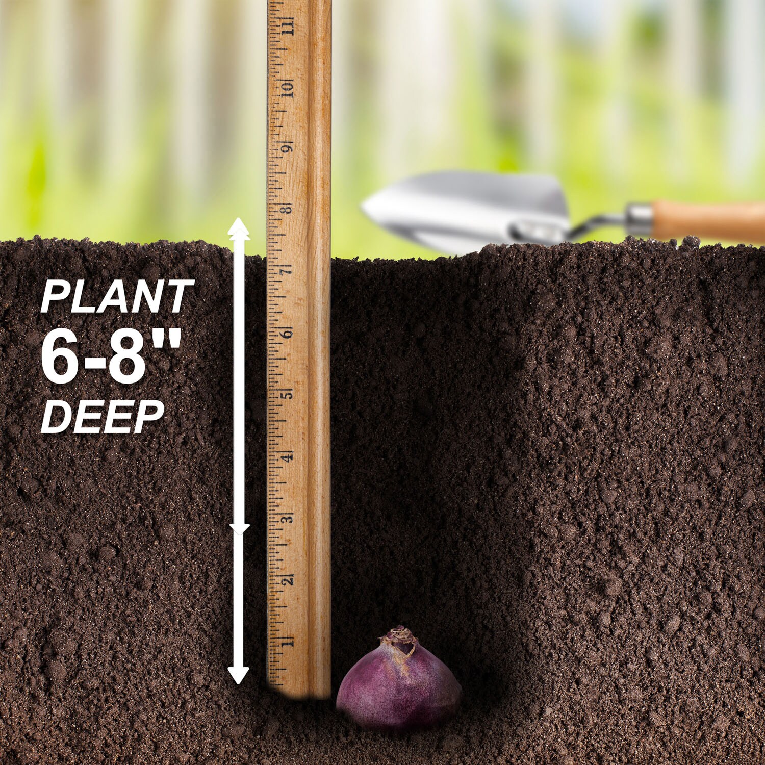 Garden State Bulb ECF-152-100-04 Plant-Bulbs - View #5