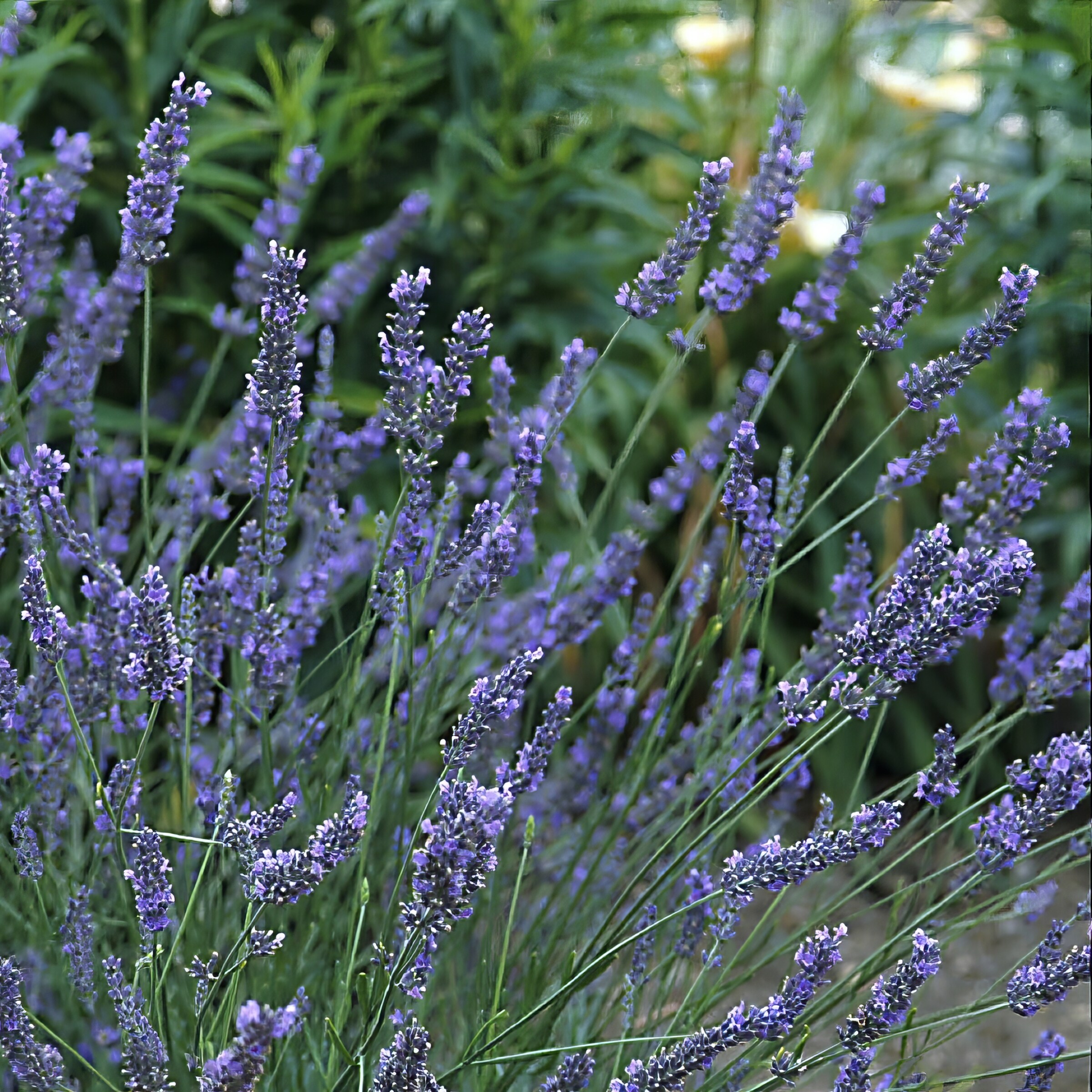 National Plant Network LW1575 perennials - View #5