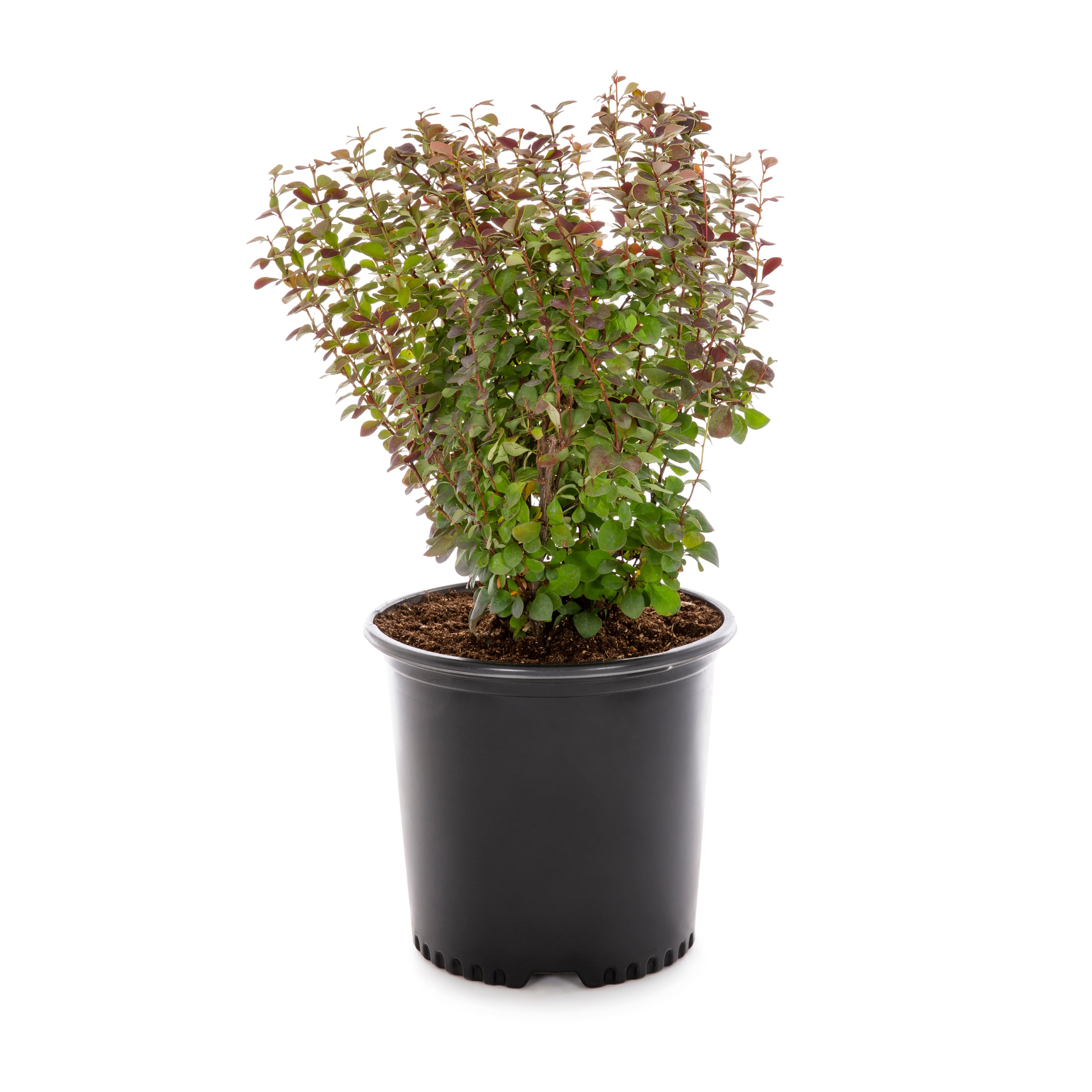 Lowe's Orange Rocket Barberry Accent Shrub in 2.25-Gallon (s) Pot in ...