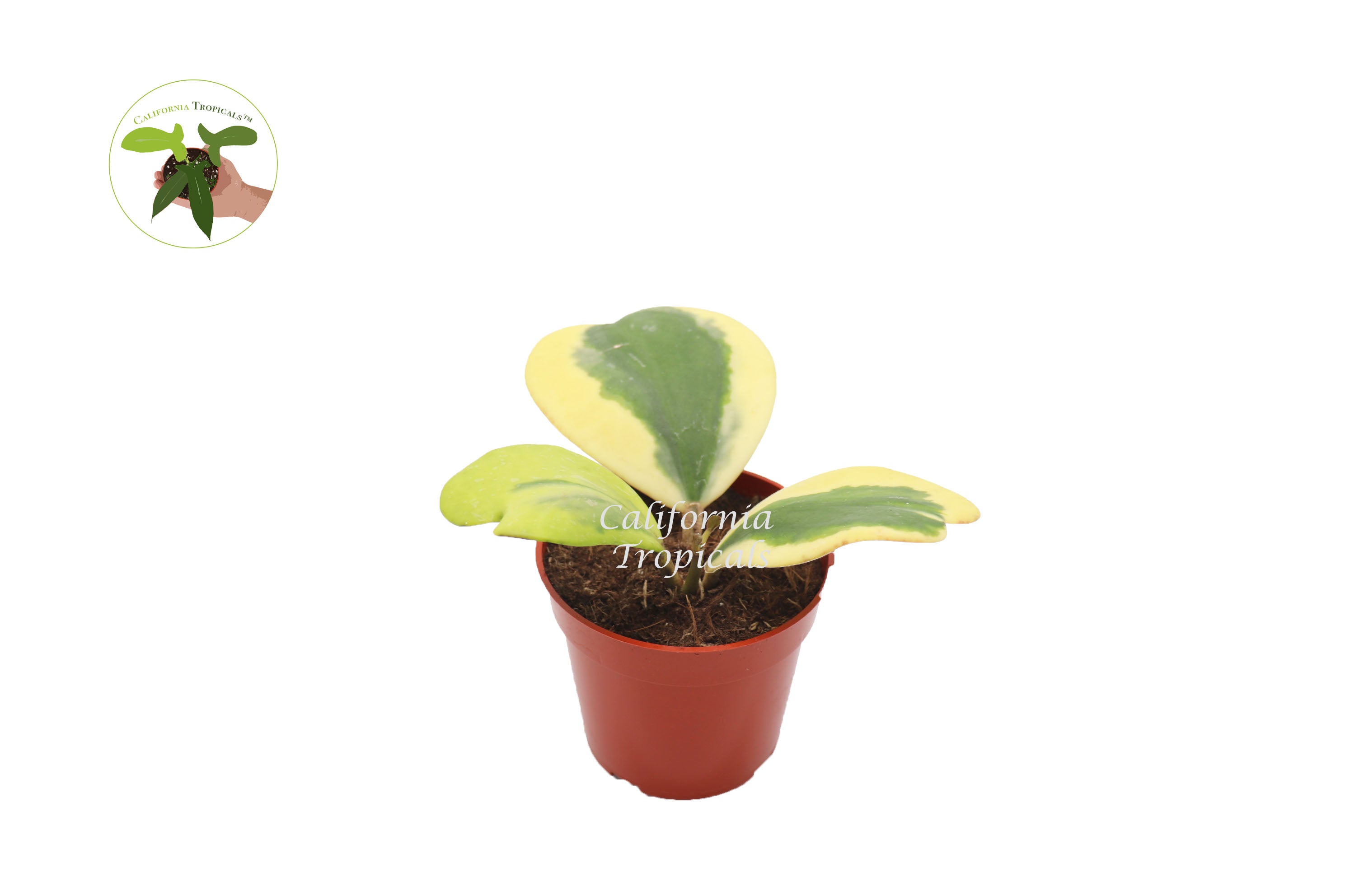 California Tropicals Hoya Kerrii Variegated 4 Potted Indoor Plant by CaliforniaTropicals