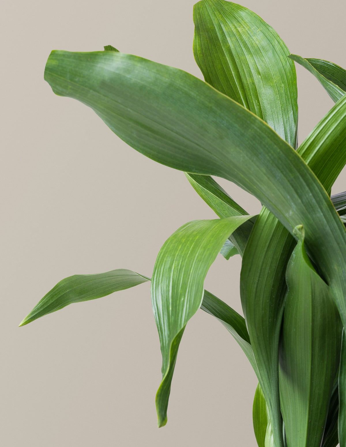 the-sill-large-cast-iron-plant-aspidistra-elatior-house-plant-in-13