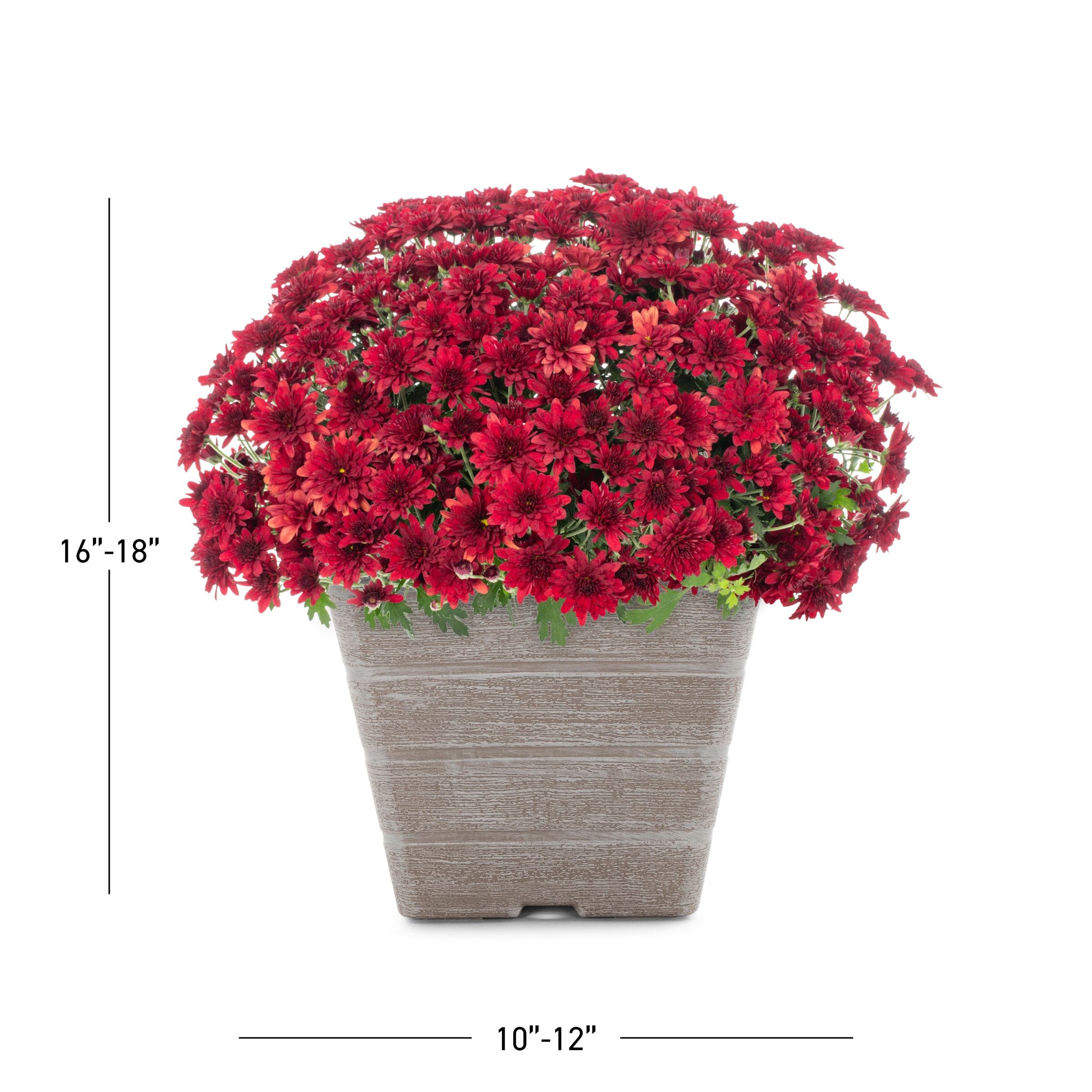 Lowe's NURSERY Red Mum in 1 Gallon(s) Planter 1 -Pack