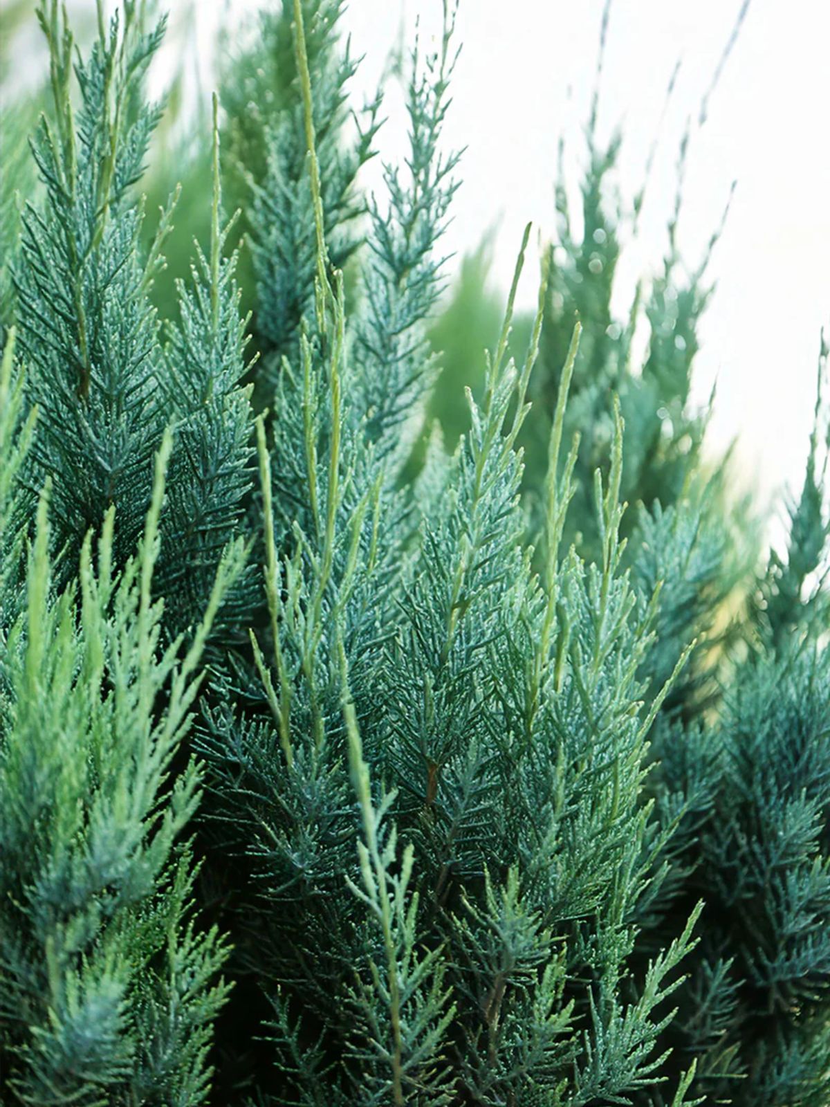 Southern Planters JUNBLU07G trees - View #3