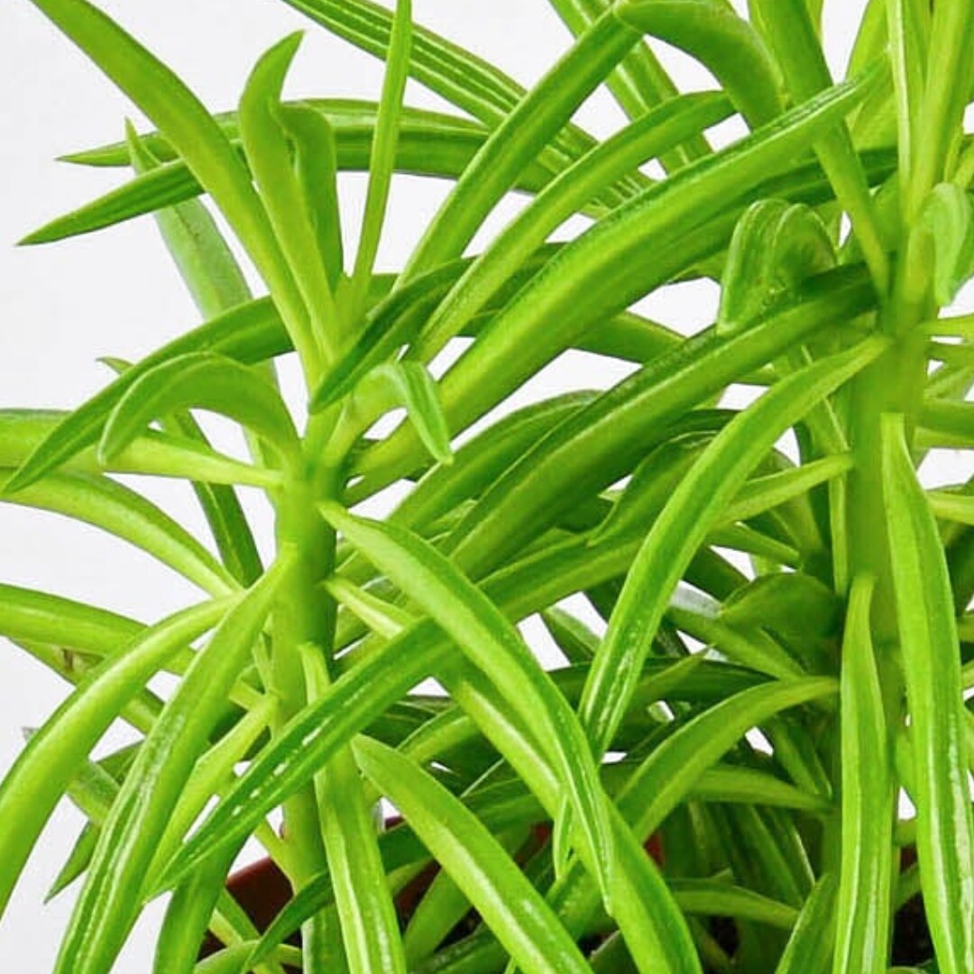 House Plant Shop 6-PEPEROMIA-GREENBE hseplants - View #2