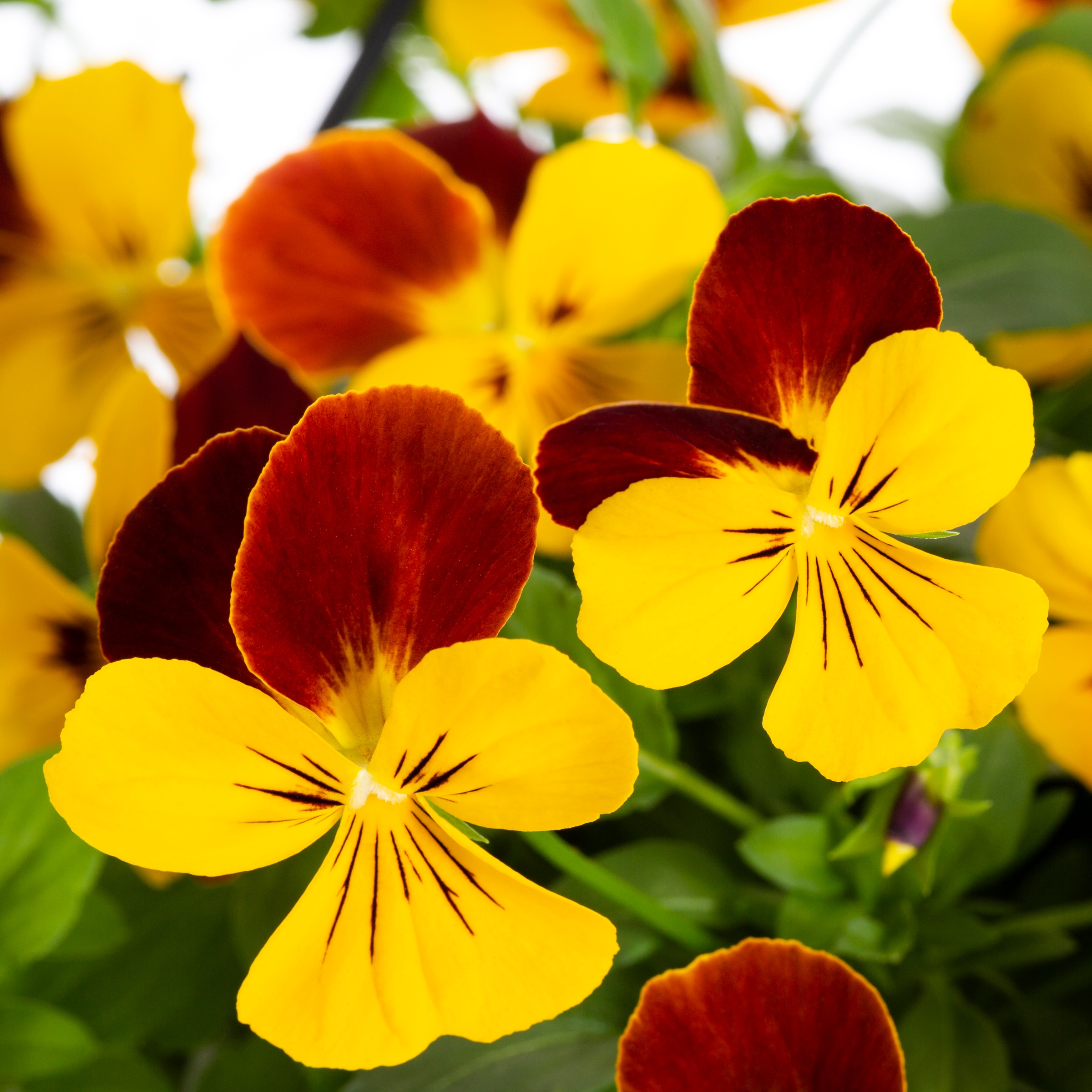 Lowe's NURSERY annuals - View #3