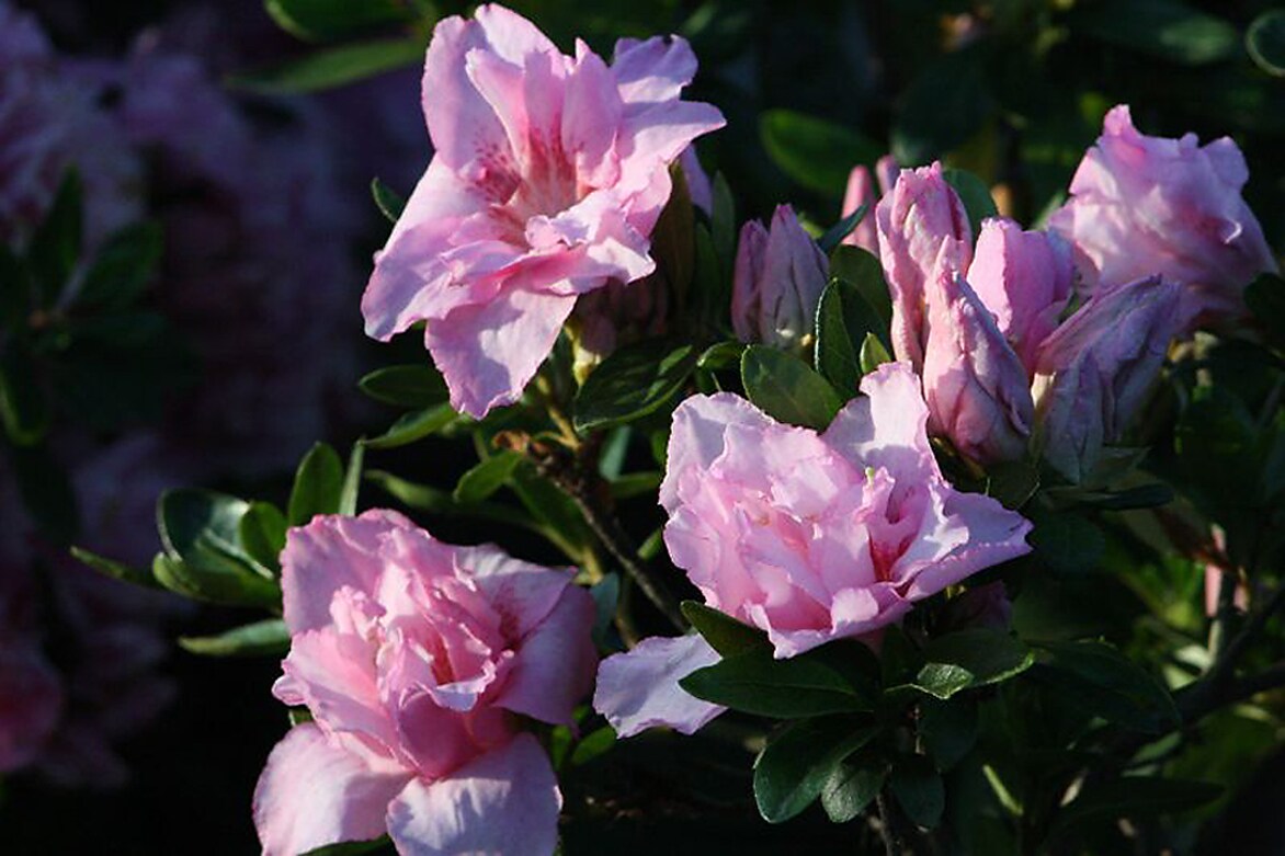 Monrovia 006002 Imperial Queen Azalea Flowering Shrub in In pot (with soil) with Pink Blooms