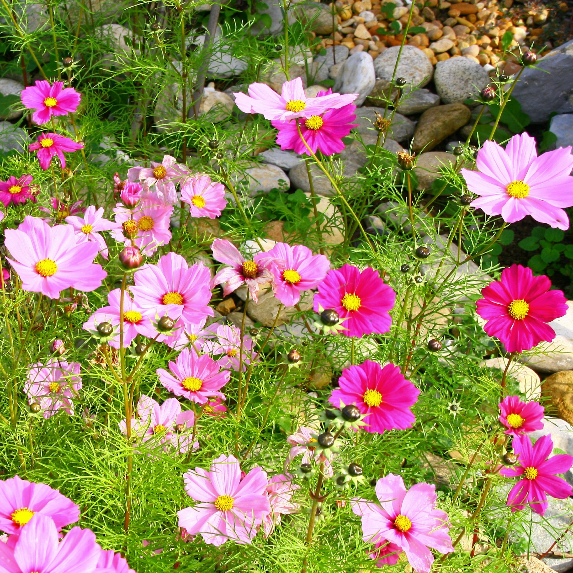 National Plant Network LW2580 annuals - View #7
