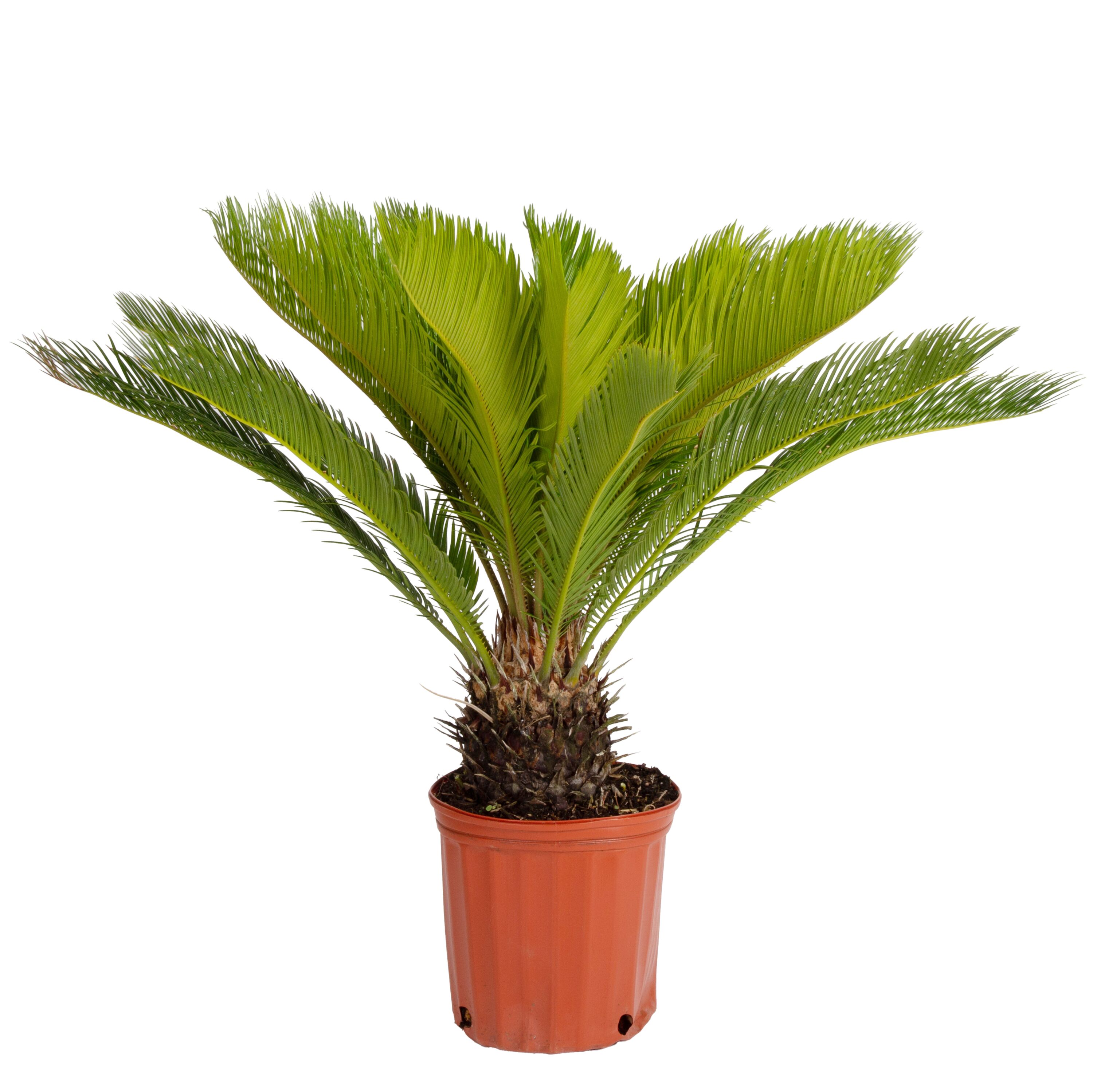 Lowe s 2 Gallon Feature Sago Palm In Pot With Soil NURSERY at Lowes