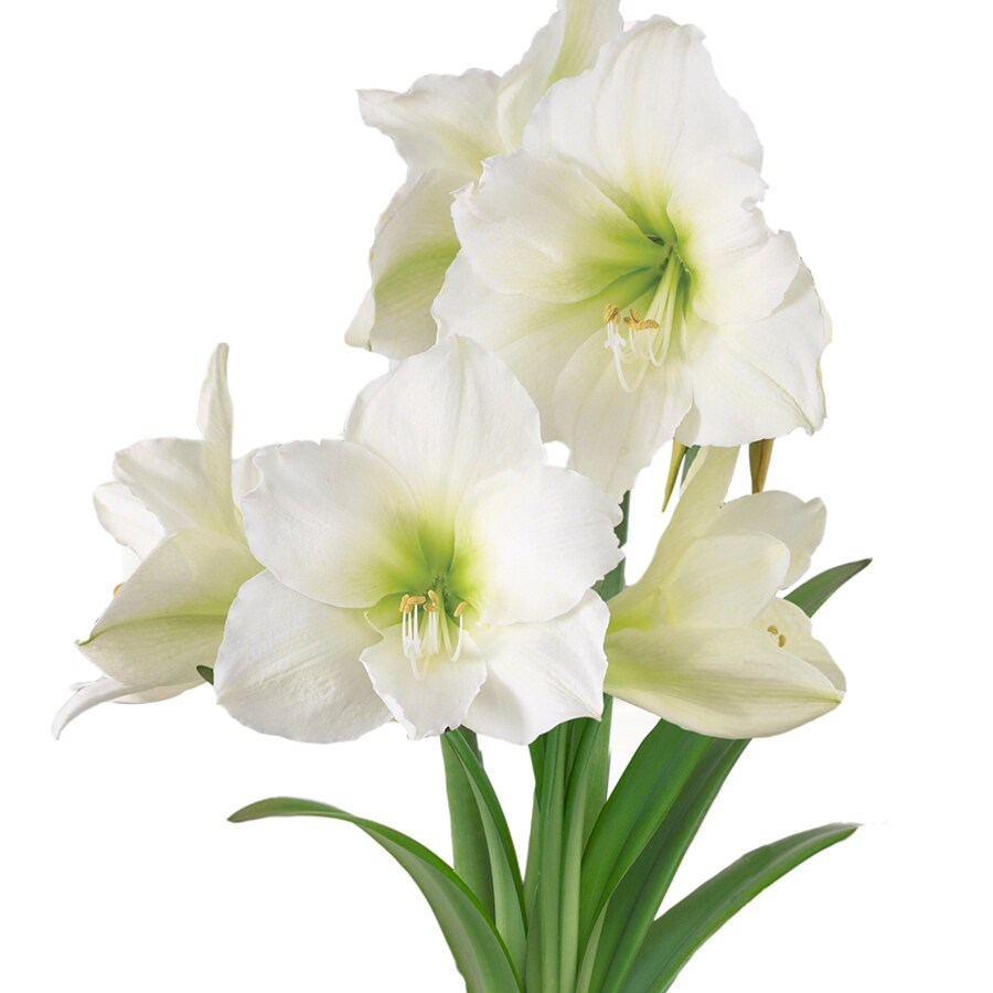 Lowe's 23410P Plant-Bulbs - View #2