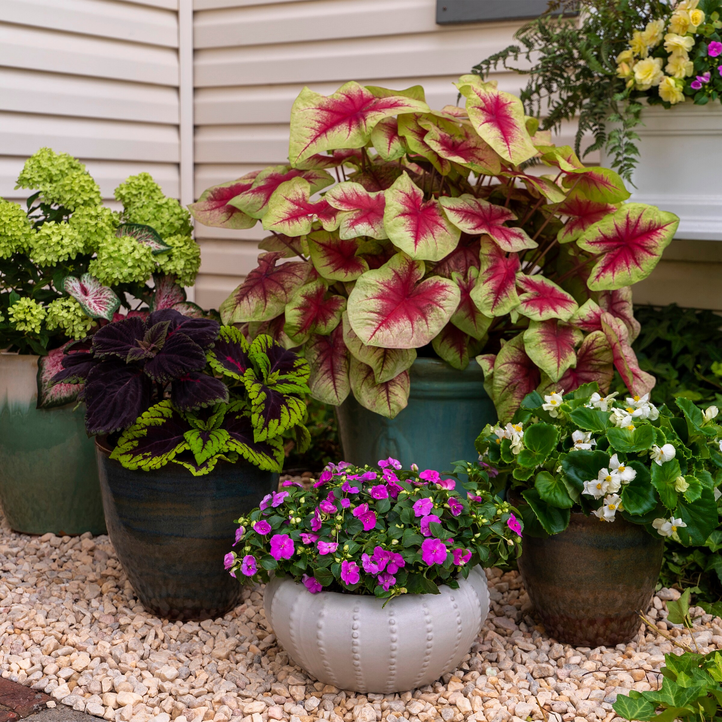 Monrovia 79142 annuals - View #5