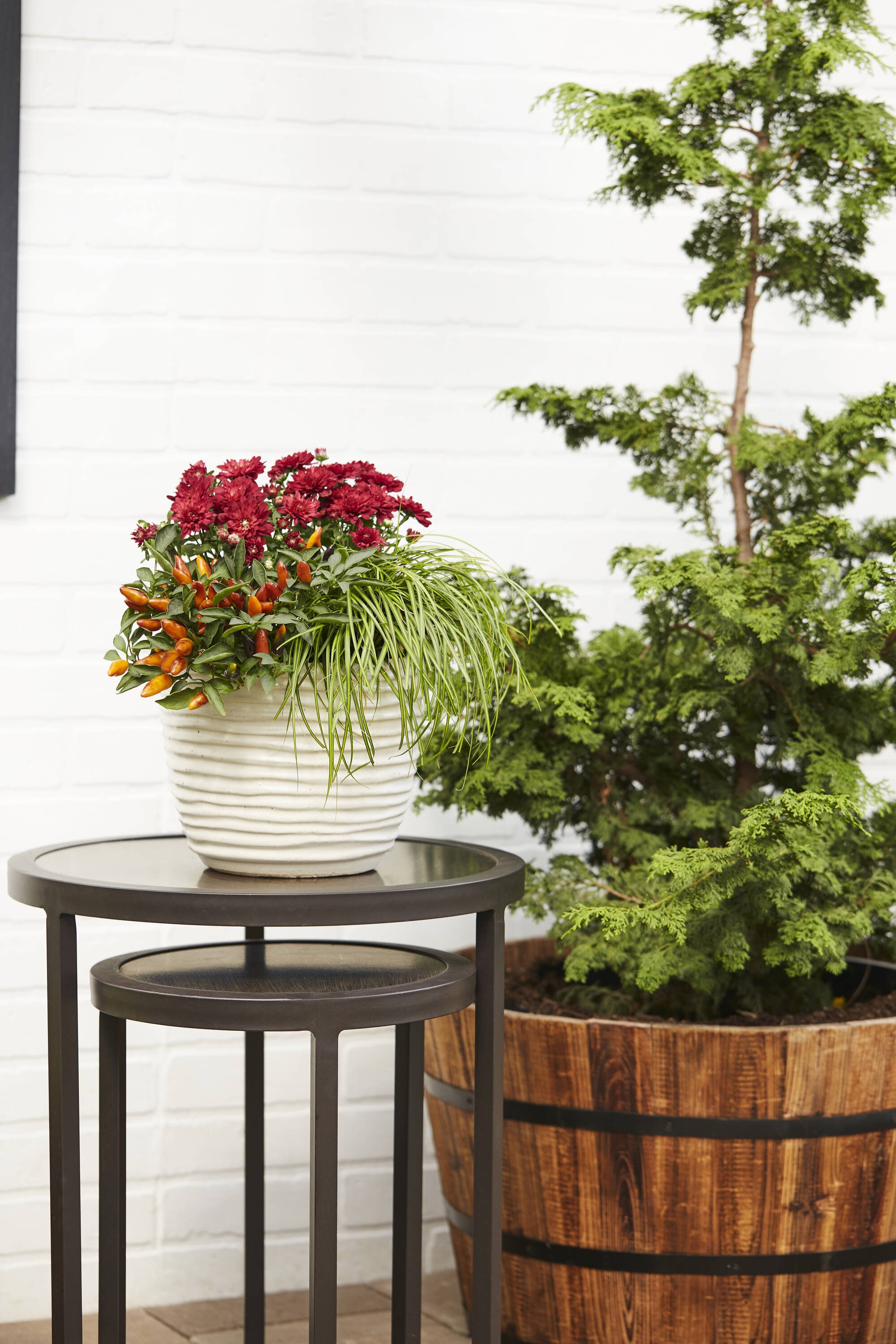 Lowe's 788393 annuals - View #4
