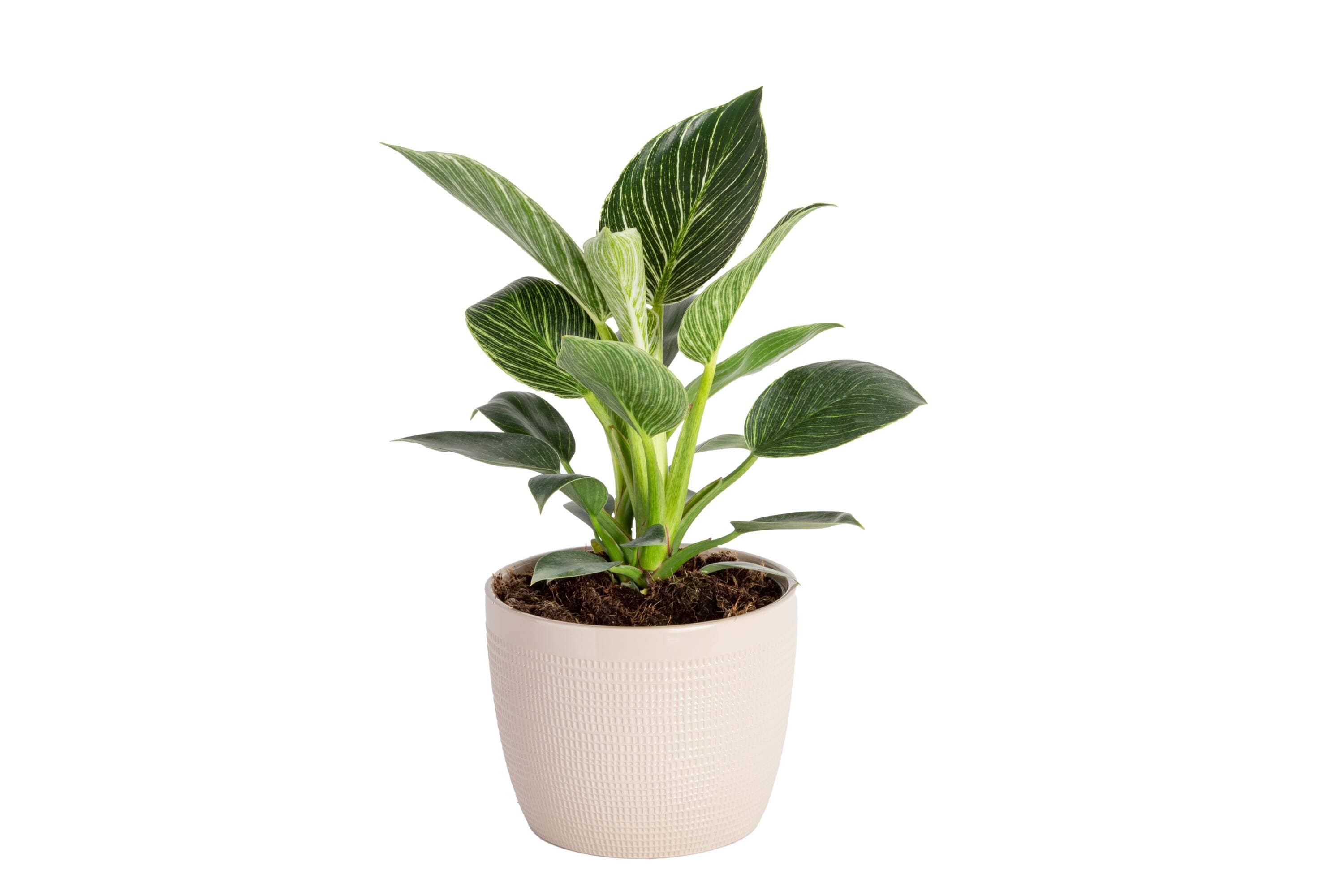 Lowe's NURSERY Philodendron Birkin House Plant in 1-in Pot