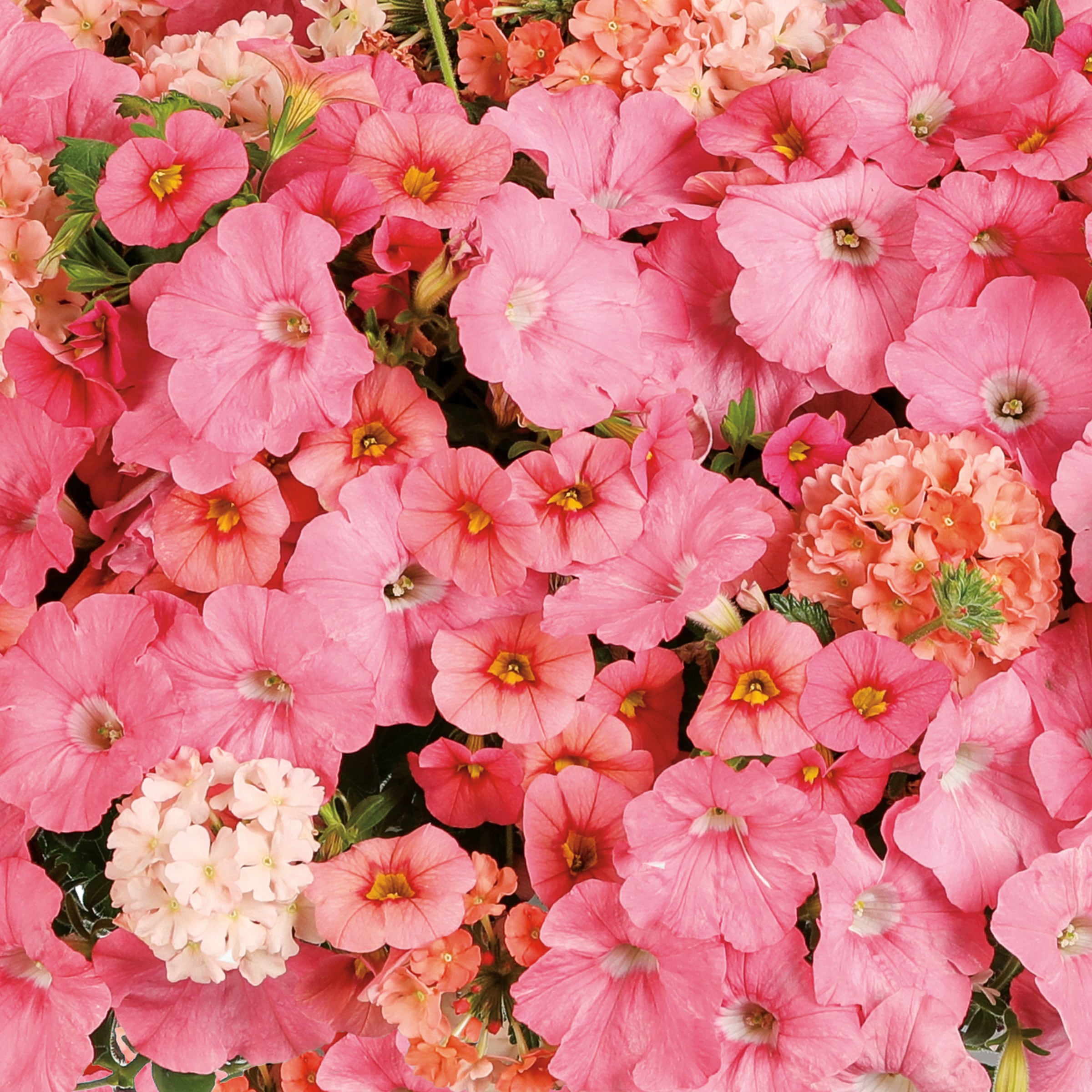 Ready Refill 5269022 Multicolor Acapulco Sun Mix in 1.5 Gallon(s) Pot