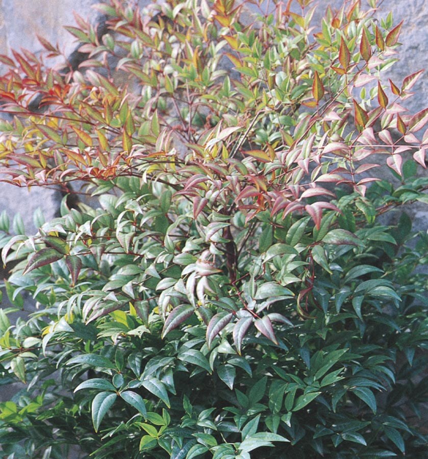 Lowe's NURSERY 2.25-GAL NANDINA MOONBAY