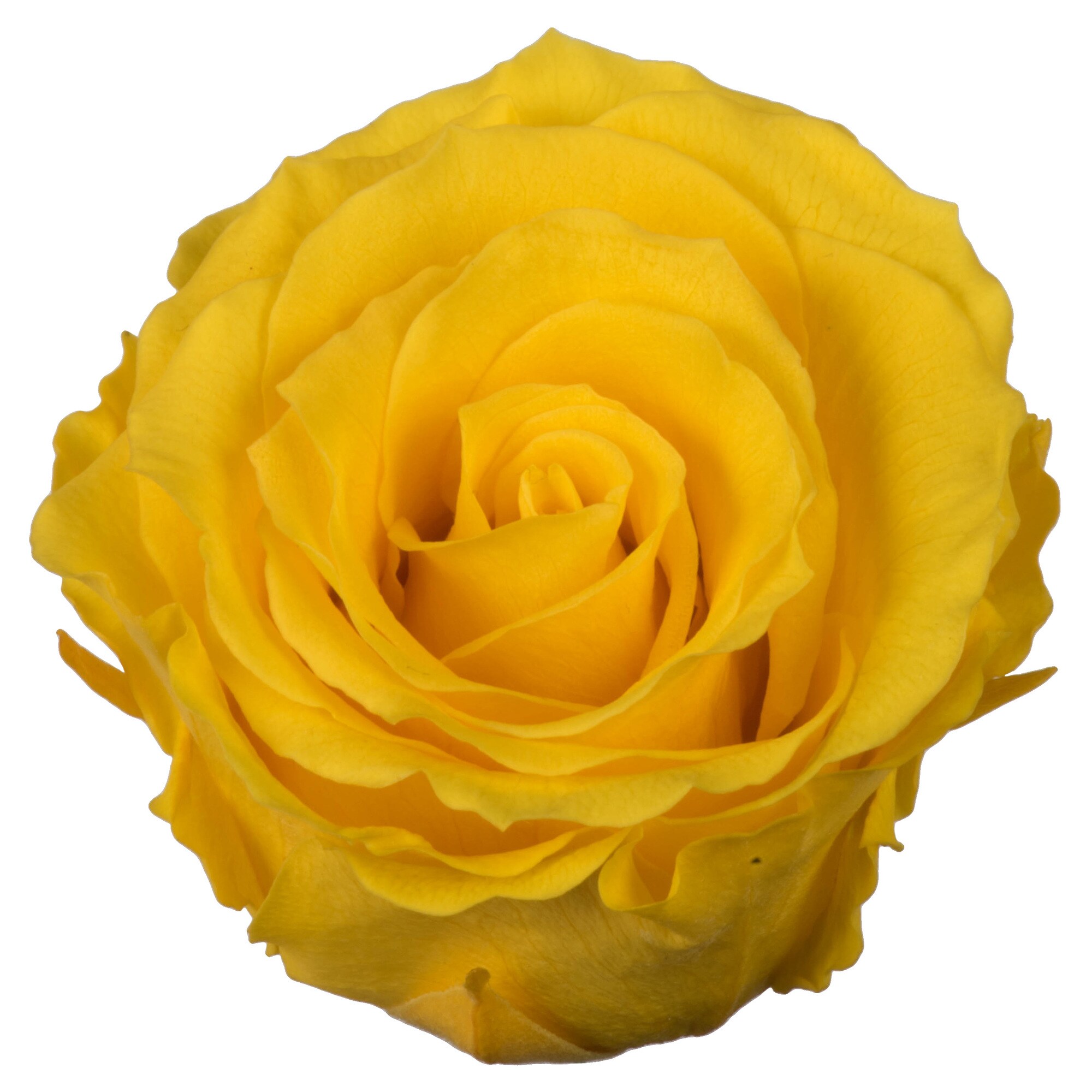 Vickerman H4ROS731 Artificial-Plants-Trees - View #2