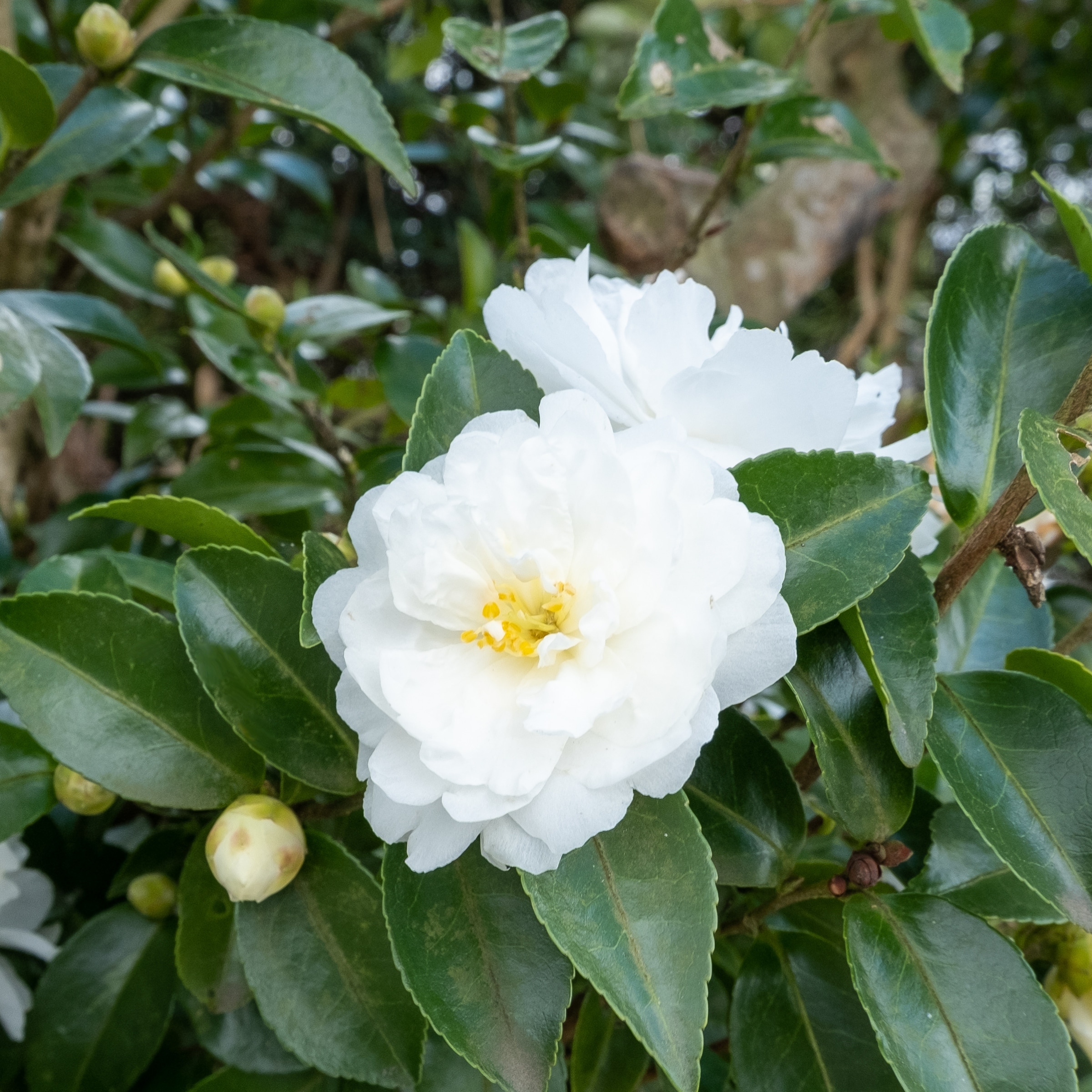 National Plant Network White Camellia Dwarf Foundation/Hedge Shrub in 3 ...